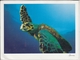 BANGRAM ATOLL India,  Old Hawksbill TURTLE, Manta Point,  Giant Format,  Nice Stamp - Turtles