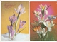 K USSR Soviet Russia Latvia FLORA Flowers Crocus 2psc. Postcard 1980s - Flowers