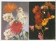 K USSR Soviet Lithuania - Germany - FLORA Flowers Gerber Gerberas Lilac 2psc. Postcard 1980s - Flowers