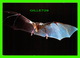 CHAUVE-SOURIS FANTÔME - ANTINHPA FROM AUSTRALIE - - Autres & Non Classés