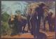 TANZANIA POSTCARD - Elephants Wildlife Of East Africa, Butterflies Stamps Pasted On It, Postal Used 1979 - Elephants