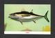 ANIMAUX - ANIMALS - POISSONS - FISH - TUNA - BY GULF STREAM CARD - Poissons Et Crustacés