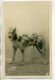 CHIENS 406 Chien Danois ARAGO  -1904  CARTE PHOTO Paul BOYER Photographe - Hunde