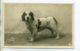 CHIENS 413  Chien De  Chasse  POMME Clumber Spaniel   -1904  CARTE PHOTO Paul BOYER Photographe - Hunde