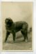 CHIENS 416 Chienne De Leonberg MINKA   -1904  CARTE PHOTO Paul BOYER Photographe - Chiens