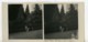 Italie Lac Majeur Isola Madre Sapins Ancienne Photo Stereo Possemiers 1900 - Photos Stéréoscopiques