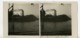 Italie Lac Majeur Pallanza Punta Castagnola Ancienne Photo Stereo Possemiers 1900 - Stereoscopic