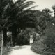 Italie Lac Majeur Pallanza Eden Hotel Jardins Ancienne Photo Stereo Possemiers 1900 - Photos Stéréoscopiques