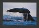 ANIMAUX - ANIMALS -  WHALE SPOTTING IN NEW ZEALAND - BALEINES - BY TIKI POSTCARD - Poissons Et Crustacés