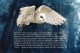 Australia 2016 Owls - Guardians Of The Night Prestige Booklet - Carnets