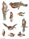 LOT DE 9 CHROMOS DÉCOUPIS OISEAUX - BIRDS - UCCELLI - PÁJAROS - AVES - Animaux