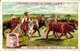 Delcampe - 0503  Liebig 6 Cards--C1896- Types Of Cattle-Races Bovines-Yack Tibet-Groenland Arochs-Zeboe-Buffle-Bizon- - Liebig