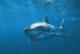 Endangered Species Collection - Postcard White Shark - Otros & Sin Clasificación