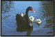 Birds, Black Swan And Cygnets, Cygnus Atratus - Birds