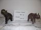 Delcampe - Varia, Sonstiges: EDELSTEIN-ELEFANTEN: Unglaubliche Sammlung Von 122 Herrlichen Elefantenfiguren Aus - Autres & Non Classés