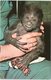 Animal Postcard Baby Gorilla, The Zoological Society London - Apen