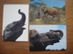 Lot De 3 Cartes Avec ELEPHANT - Olifant - Éléphants