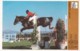 HORSE SHOW,SVIJET SPORTA HORSE SHOW CARD - Horse Show