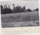 Le Theillement 27 - Agriculture Agronomie Culture - Champ De Colza - Photographie - Lot De 3 Photographies - Fotografie