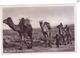 JORDANIE JORDAN Camels Chameaux Ancienne Route A Bethleem Stamps Kingdom Of Jordan - Jordan