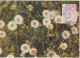 Faroe Islands Maximum Cards Mi 162-164 Plants Bellis Perennis - Heath Spotted-orchid (Dactylorhiza Maculata) - Potentill - Faeroër