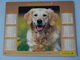 Almanach Du Facteur 2003 Recto Chien  Golden Retriever  Verso  Poney Islandais - Grand Format : 2001-...