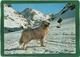 Chien Des Pyrénées, Ed. Artpyr  CPM,année 1973 Th. Animaux ,N° K.509, - Honden