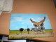 Giraffe  Kenya Air Mail - Girafes