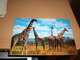 Giraffes Kenya Air Mail - Girafes