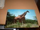 Giraffes Kenya  By Air Mail - Girafes