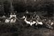 Carte Photo Originale D'une Sieste Géante Pour Jeunes étudiants En Vadrouille, Filles & Garçons Séparés En Forêt 1920/30 - Personnes Anonymes