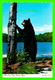 ANIMAUX - BLACK BEAR - HERE COME CHOSE TOURISTS AGAIN -  PHOTO CHOS A. DEXTER - - Ours