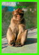 ANIMAUX - SINGES - ROCK BABY APE, GIBRALTAR -  ROCK PHOTOGRAPHIC SERVICE - - Singes