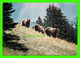 ANIMAUX - BEARS, OURS - LE GRIZZLI - MAJESTIC POST CARD - PHOTO BY BILL VROOM - - Ours