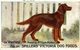 VERY RARE   FED ON  SPILLERS VICTORIA DOG FOODS CH WINIFRED - Advertising