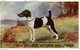 VERY RARE   FED ON  SPILLERS VICTORIA DOG FOODS  CH ALPORT DERBY  DOG HOND PERRO - Publicité