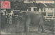 Malaiischer Staatenbund: 1912, Ppc "Elephant" From SEREMBAN 3 AU 1912 To St. Gallen, Switzerland. Wi - Federated Malay States