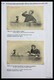 Delcampe - Südafrika - Besonderheiten: 1895-1902: Beautiful Exhibition Collection Of In Total 182 Picture Postc - Other & Unclassified