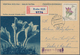 Thematik: Flora, Botanik / Flora, Botany, Bloom: 1900/1980 (ca.), Comprehensive Holding Of Mainly Co - Sonstige & Ohne Zuordnung