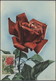 Thematik: Flora-Rosen / Flora-roses: 1960/2000 (approx), Various Countries. Bouquet Of 96 Roses (col - Rosen