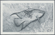 Delcampe - Thematik: Tiere-Fische / Animals-fishes: 1955/2000 (ca.), Holding Of Covers/cards And U/m Material I - Fische