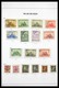 Delcampe - Belgien: 1849-1939: Beautiful, Cancelled, Complete Collection Belgium 1849-1939 In Davo Luxe Album W - Collections