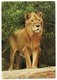 FAUNE AFRICAINE - LE LION / WITH COTE D'IVOIRE THEMATIC STAMP - Costa D'Avorio