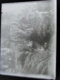 Delcampe - Plaque Photographique Négative  - HERAULT -  LAMALOU LES BAINS - Lot De 11 Plaques  [12X09 - Circa 1935] - Plaques De Verre