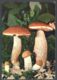 CPA PLANTS, MUSHROOMS - Mushrooms