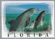 US.- FLORIDA. Dolphins. Dolfijnen. - Dauphins