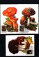 Hungary 1986 Mushrooms Maximumcards - Pilze