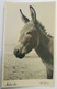 Makarska, Donkey, Magarac, 1950-ih, Croatia, Hrvatska, Foto Kapista, RPPC - Croatia