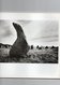 Livres Des Allignements  Des Menhirs  A Carnac     Parole De Pierrre    Photographies De Solveigh Kaehler  39 Photos - Bretagne