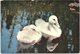 Animals - Birds, Two Trumpeter Swan Cygnets At The Wildfowl Trust, Slimbridge - Vogels